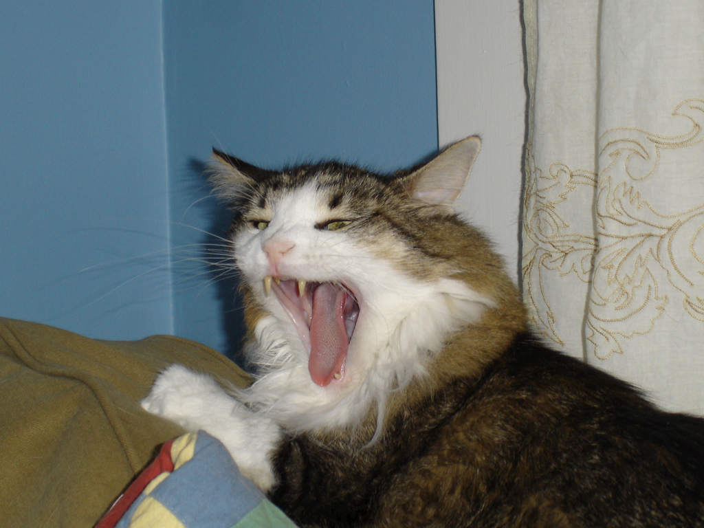 Otto's meowing is so boring that he often lapses into a yawn himself while perpetrating one.
