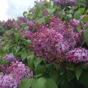 lilacs