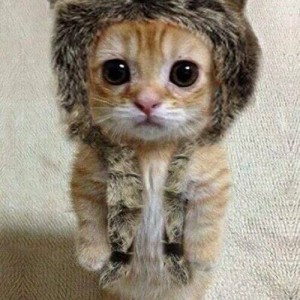 PRECIOUS - A Kitten in a Hat