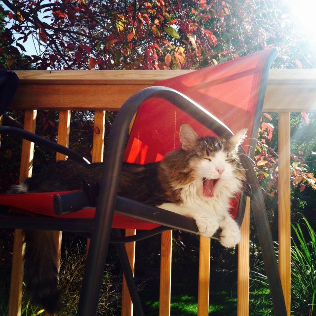 Otto's trenchant summary of the year 2015 expressed with a wide yawn. 