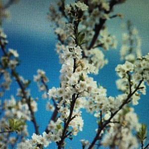 What says “Spring!” to your senses more deliciously than fragrant plum blossoms?