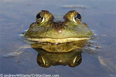 bullfrog-head