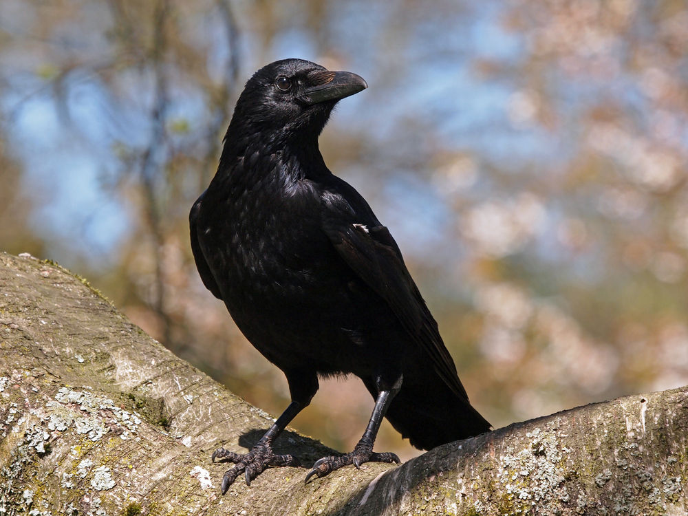 crow